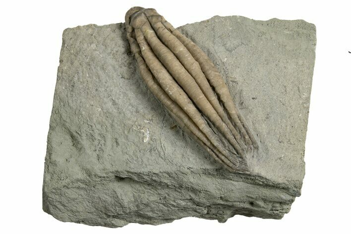 Fossil Crinoid (Scytalocrinus) - Indiana #326076